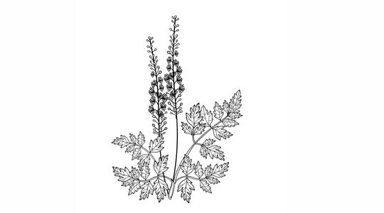 The Lovers Glossary: Black Cohosh in lube: a modern application of an ancient herb
